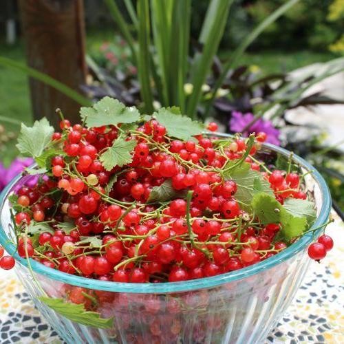 Red Currant and Lavender Jelly