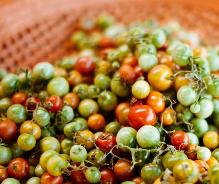 18 Tangy Pickling Tomatoes Recipes for Summer