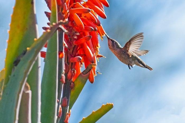 Aloe Vera Hummingbird Nectar