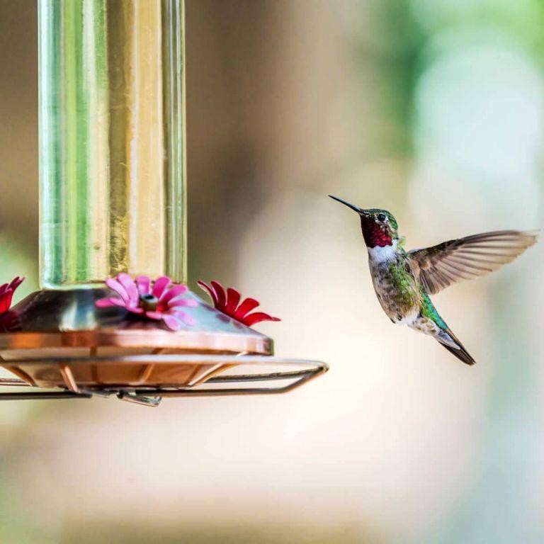 Apple Cider Vinegar Hummingbird Tonic