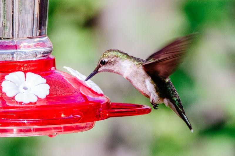 Berry Blast Hummingbird Nectar