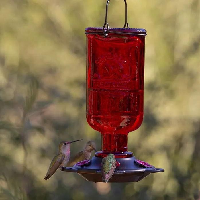 Chamomile Hummingbird Elixir