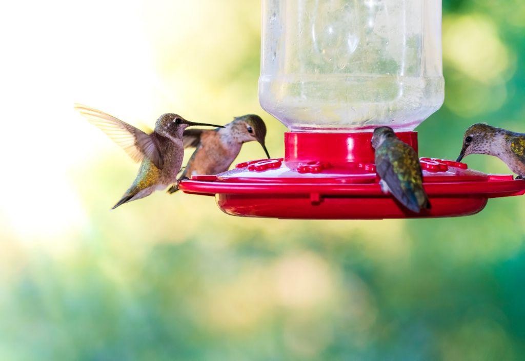 Ginger-Infused Hummingbird Food