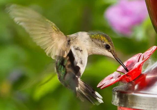 Honey-Sweetened Hummingbird Nectar