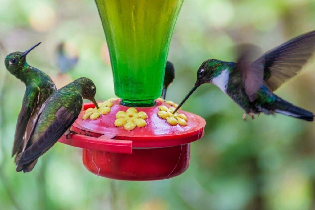 Organic Agave Nectar Hummingbird Food