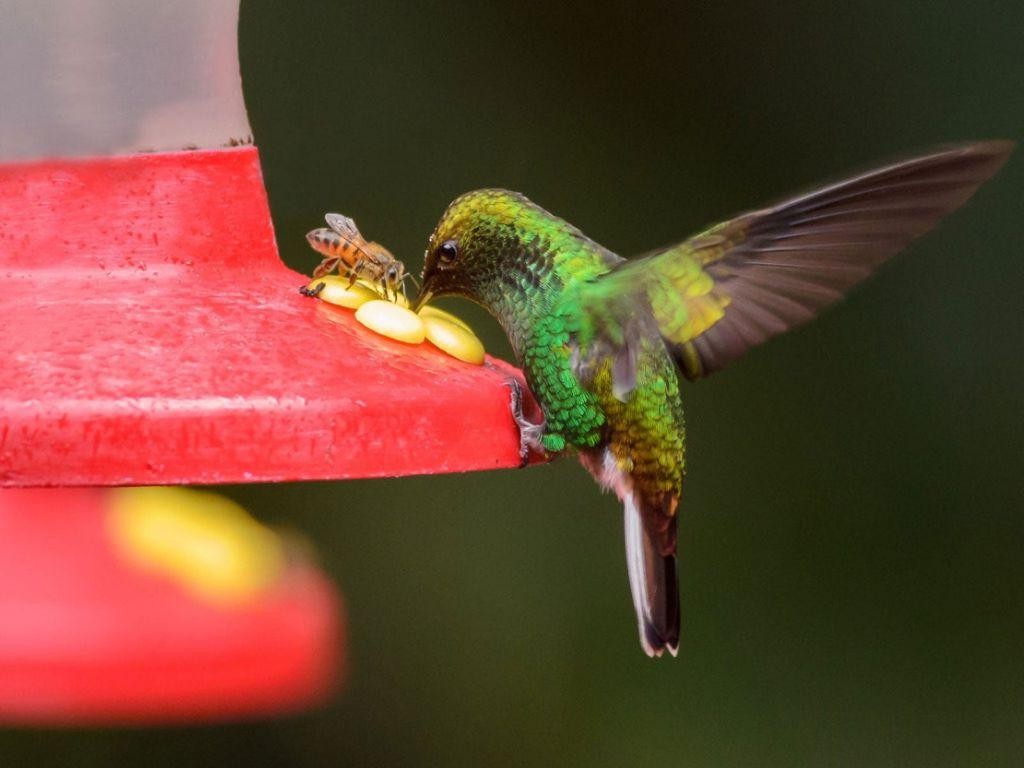 20 Delicious Hummingbird Food Recipes Easy to Make