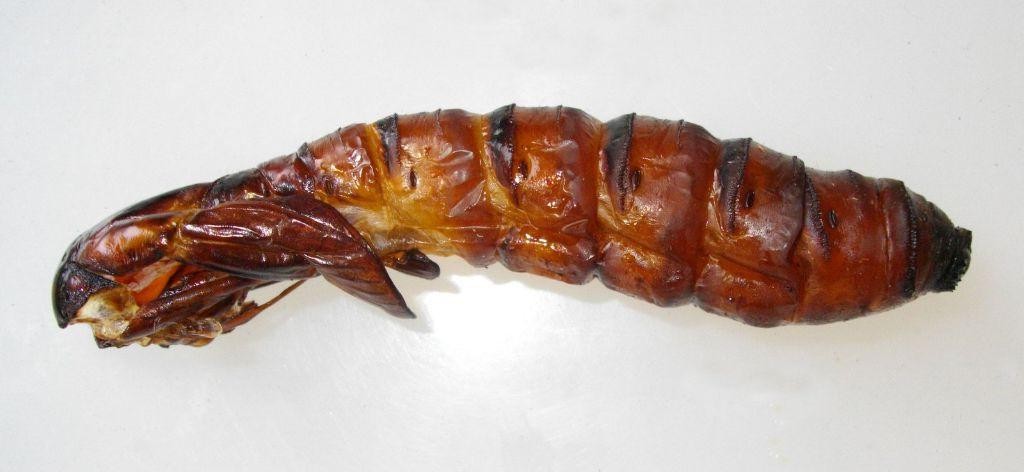 Witchetty Grub Dip (Bush Tucker Style)